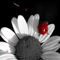 Lady Bug Butterfly Daisy LWP logo