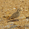 Ashy Crowned Sparrow-Lark (immature)
