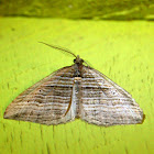 Banded Moth