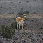 Vicuña