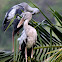 The Asian openbill stork