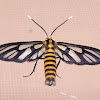 White antenna wasp moth