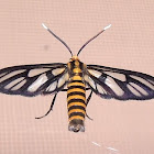 White antenna wasp moth