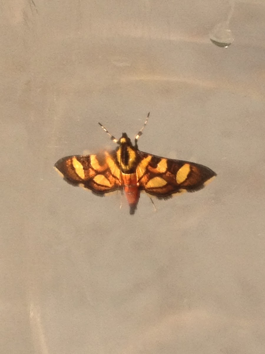Orange-spotted Flower Moth