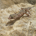 Gecko del Norte Grande
