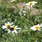 Chafer beetle on mayweed flowers