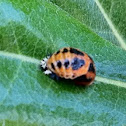 Ladybug (Pupal stage)