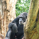 Common chimpanzee