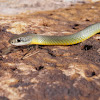 Yellow Bellied Racer