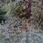White flowered tree