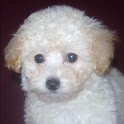 Poodle Puppies Cute LWP logo