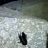 Black Cockroach