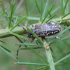 Acacia Longicorn