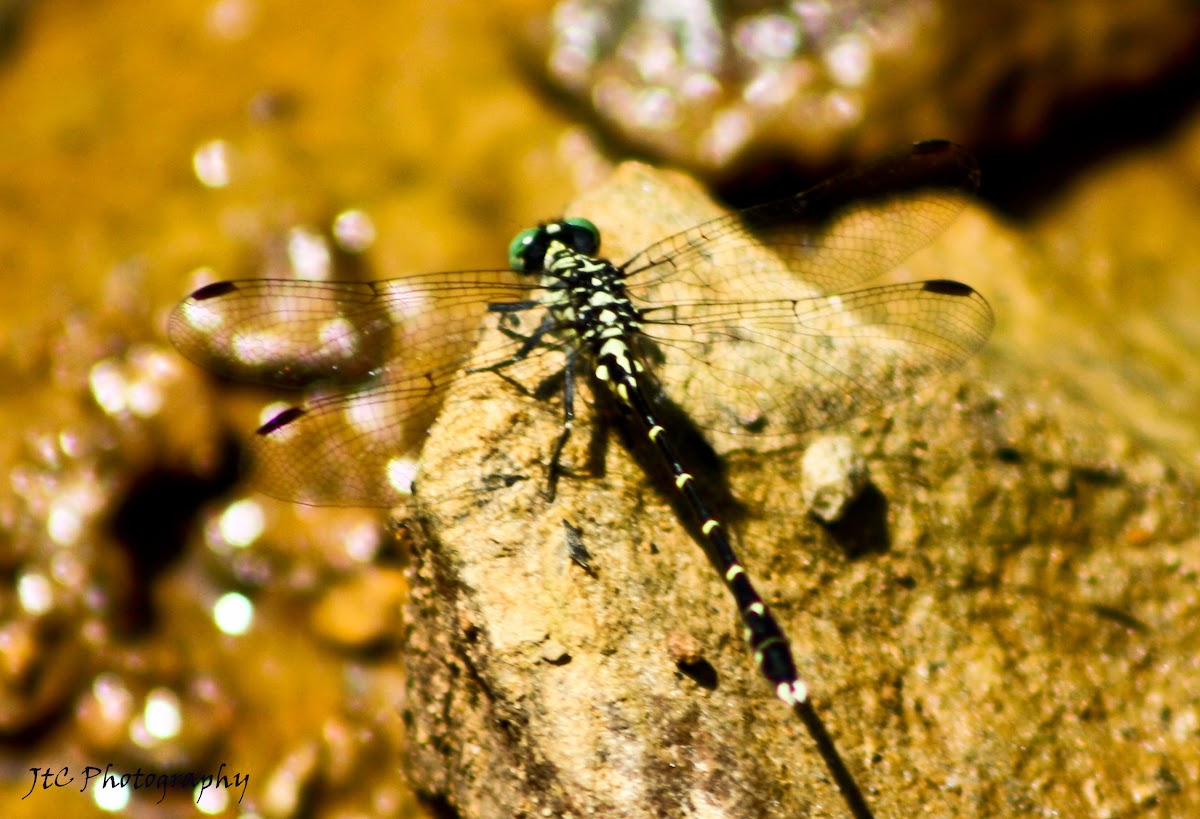 Tiger Spiketail Dragonfly