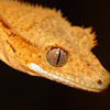 Crested gecko (juvenile female)