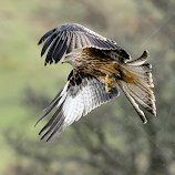 by Stephen Crawford -  