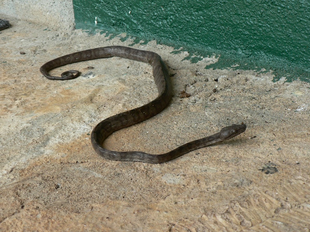Corallus snake