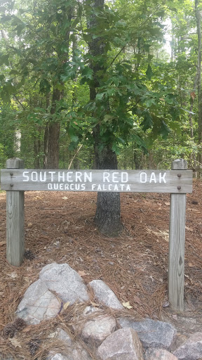 Southern Red Oak - Quercus Falcata