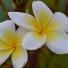 Frangipani