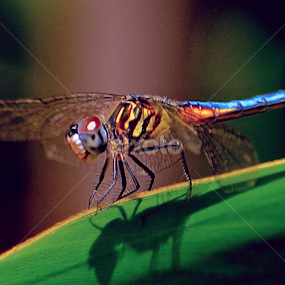 Rainbow smile by Silvia Mininni - Animals Insects & Spiders