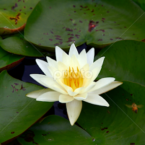 White Lily by Marsha Biller - Flowers Single Flower