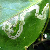 Pea Leaf Miner