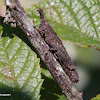 Wood mimmic grasshopper
