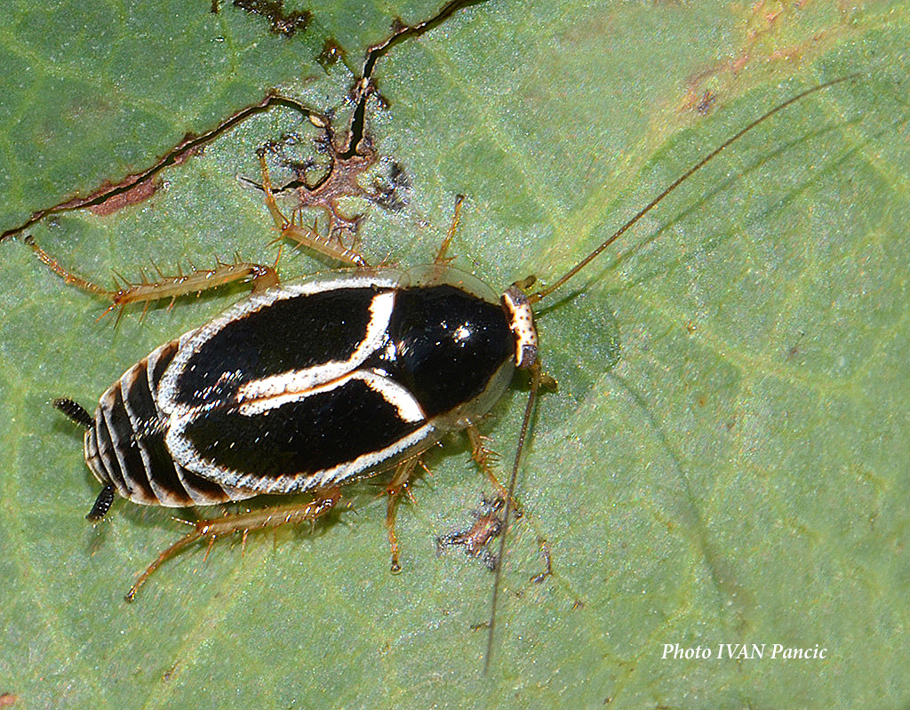 Phyllodromica Cockroach