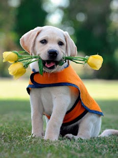 download Anjing Wallpaper free