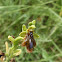 Erva-abelha