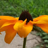 Black-eyed Susan