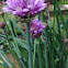 Chive blossom