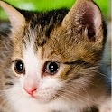 Kitten and Cat Puzzles logo