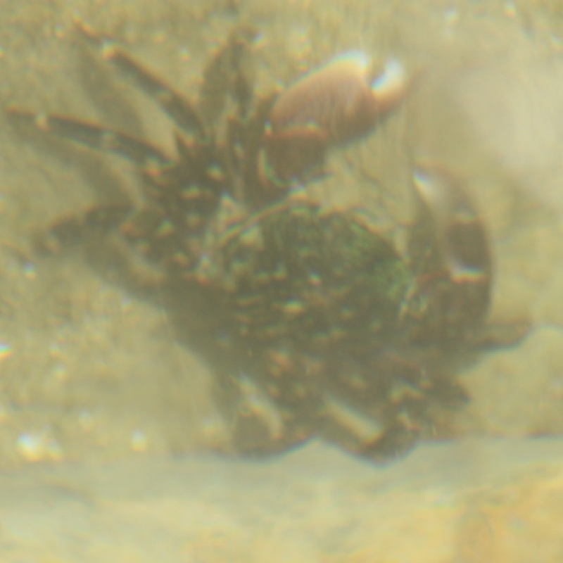 Striped Shore Crab