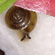 Cellar Snail