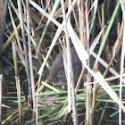 Water Vole