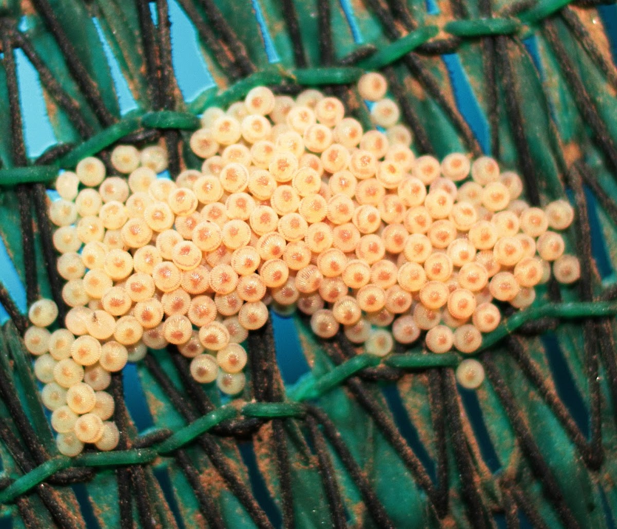 Moth or Butterfly eggs