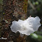 Clear Jelly Fungus