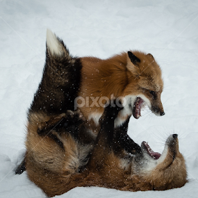 Fighting Foxes by John Klingel - Animals Other Mammals
