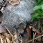 Eastern Cottontail nest