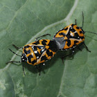 Harlequin bugs (mating pair)