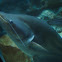 Great Black sheatfish