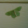 Red bordered emerald moth