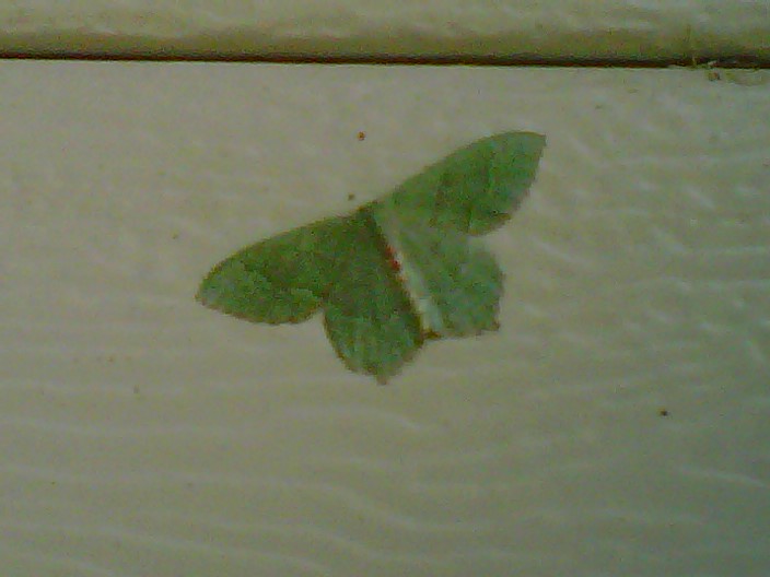 Red bordered emerald moth