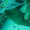 Green Moray Eel