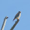 American Kestrel