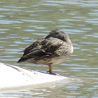 Mallard Duck (female)