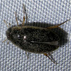 Water Scavenger Beetle