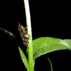 Meadow Spittle Bug