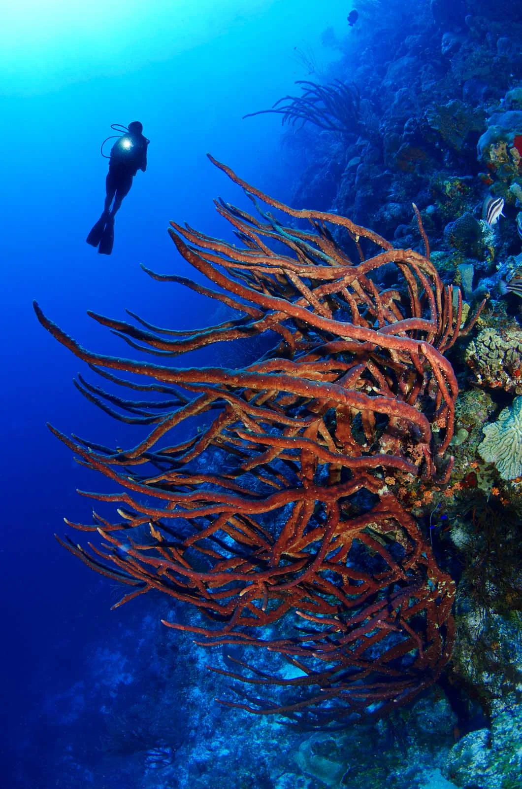 Curacao-diving-3 - Coral reefs near the shoreline, sunken ships and spectacular marine life make Curacao one of the best snorkeling and diving destinations in the Caribbean.
